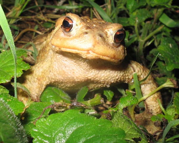 Un bellissimo Bufo bufo